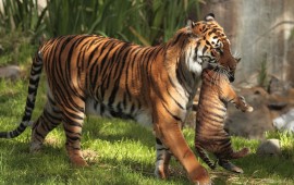 tiger motherhood, wallpapers
