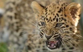 amur leopard, wallpapers