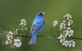 bird blossom, wallpapers