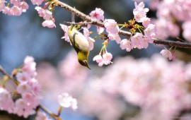 blossom, wallpapers