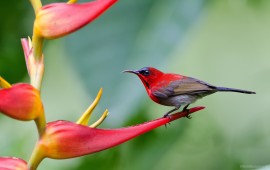 sunbird flower, wallpapers