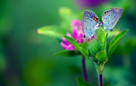 butterfly flower, wallpapers