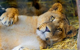 beautiful lion, wallpapers