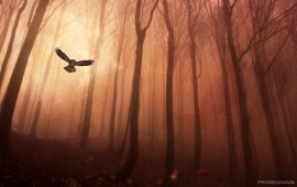 Owl Forest, wallpapers