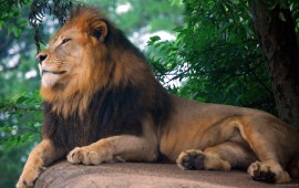 Lion King of Zoo, wallpapers
